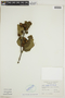 Alnus viridis image