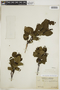 Alnus viridis image