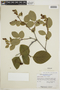 Alnus viridis image