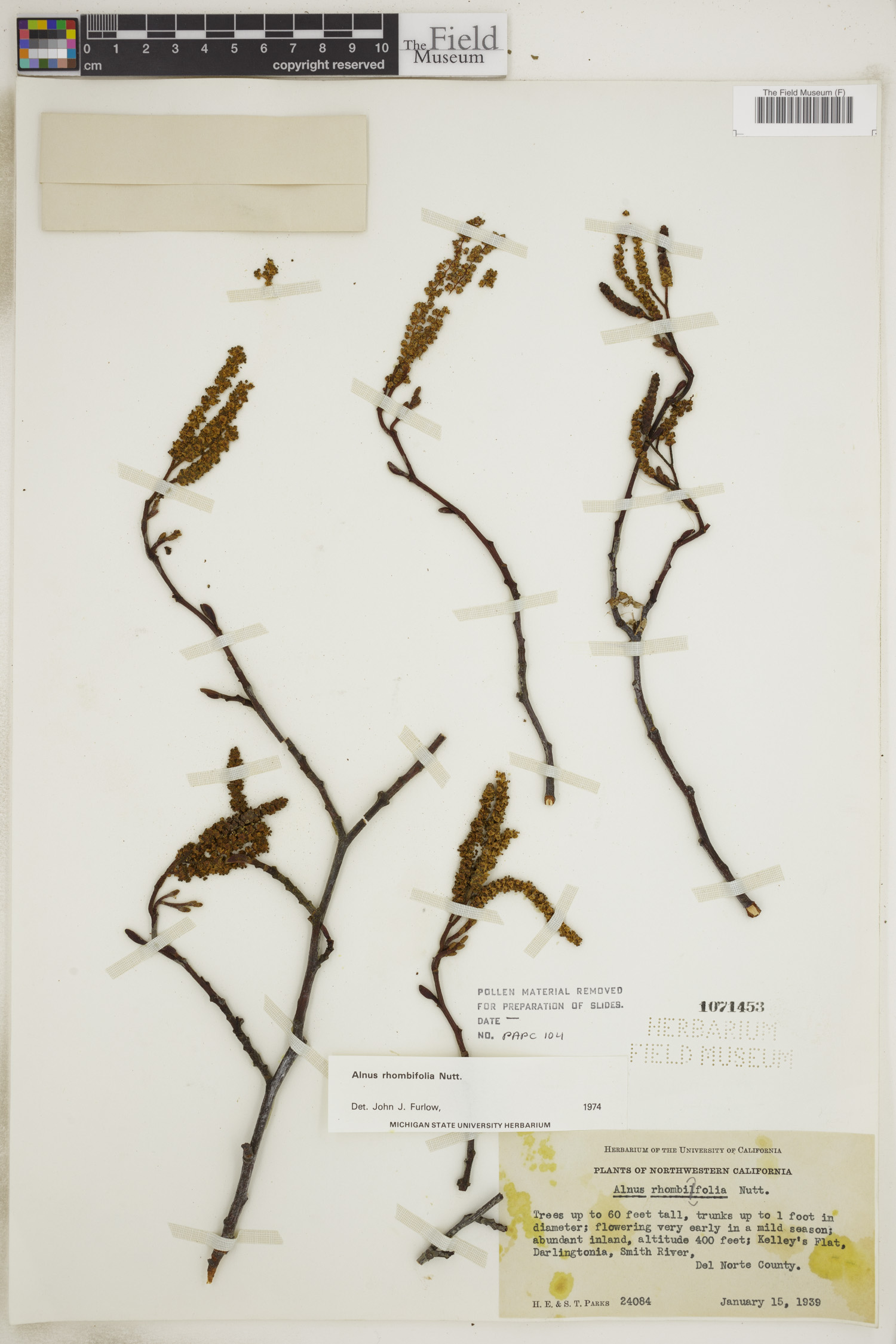 Alnus rhombifolia image