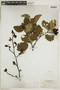 Alnus viridis image