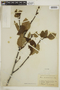 Alnus viridis image
