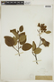 Alnus viridis image