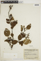 Alnus viridis image