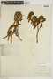 Alnus viridis image