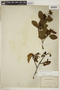 Alnus viridis image