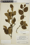 Alnus viridis image
