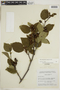 Alnus viridis image