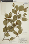 Alnus viridis image