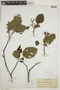 Alnus viridis image