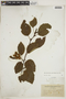 Alnus viridis image