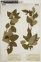 Alnus viridis image