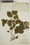 Alnus viridis image