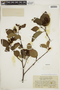 Alnus viridis image