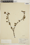 Alnus viridis image