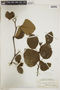 Alnus viridis image