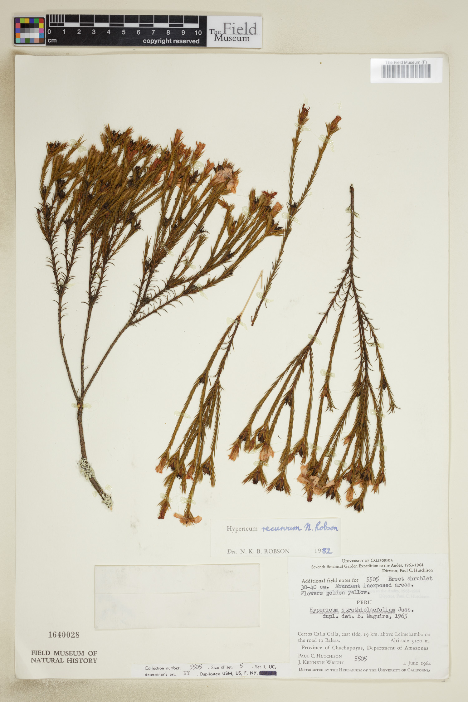 Hypericum recurvum image