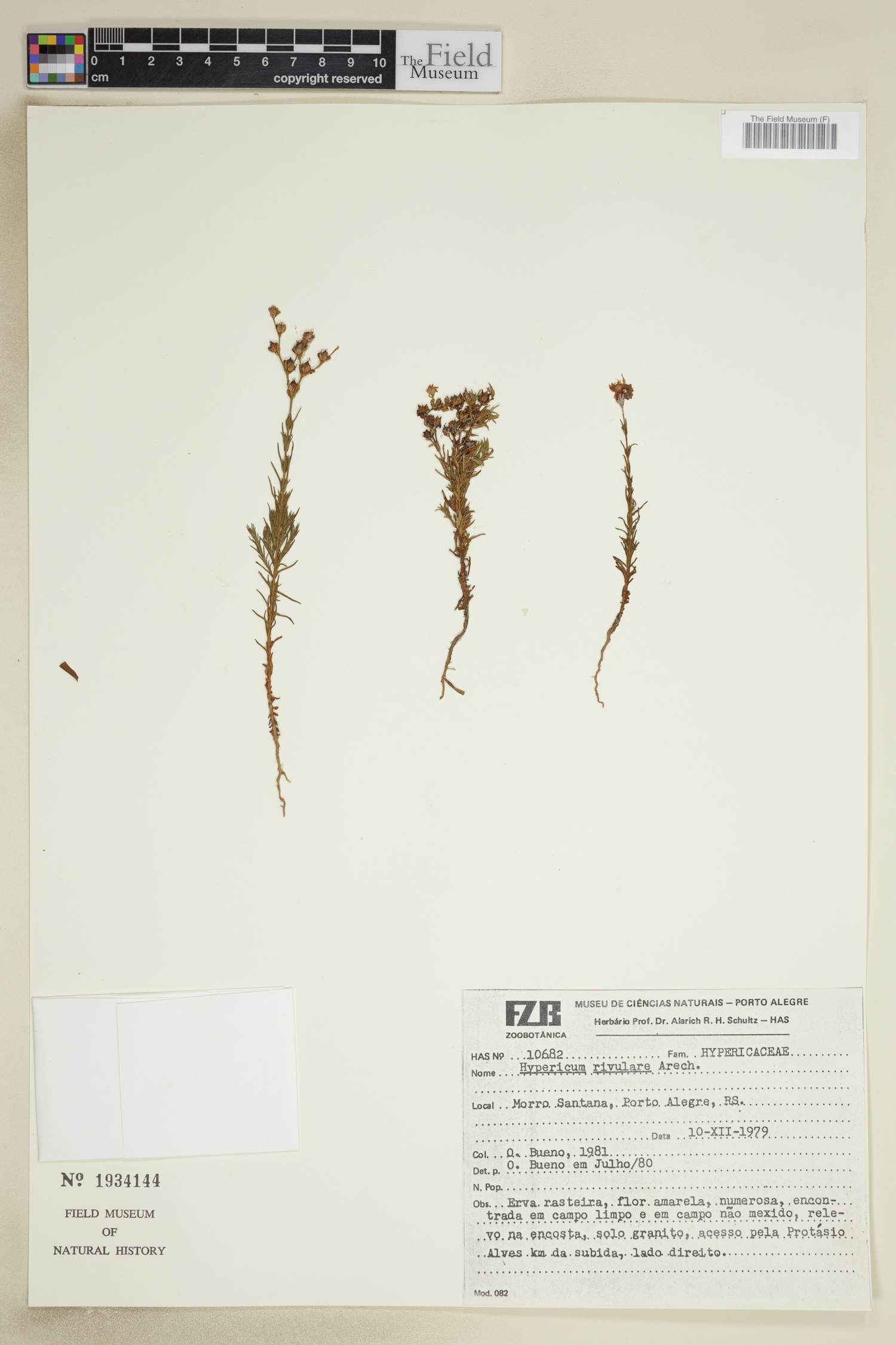Hypericum polyanthemum image