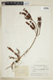 Hypericum ruscoides image