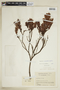Hypericum ruscoides image