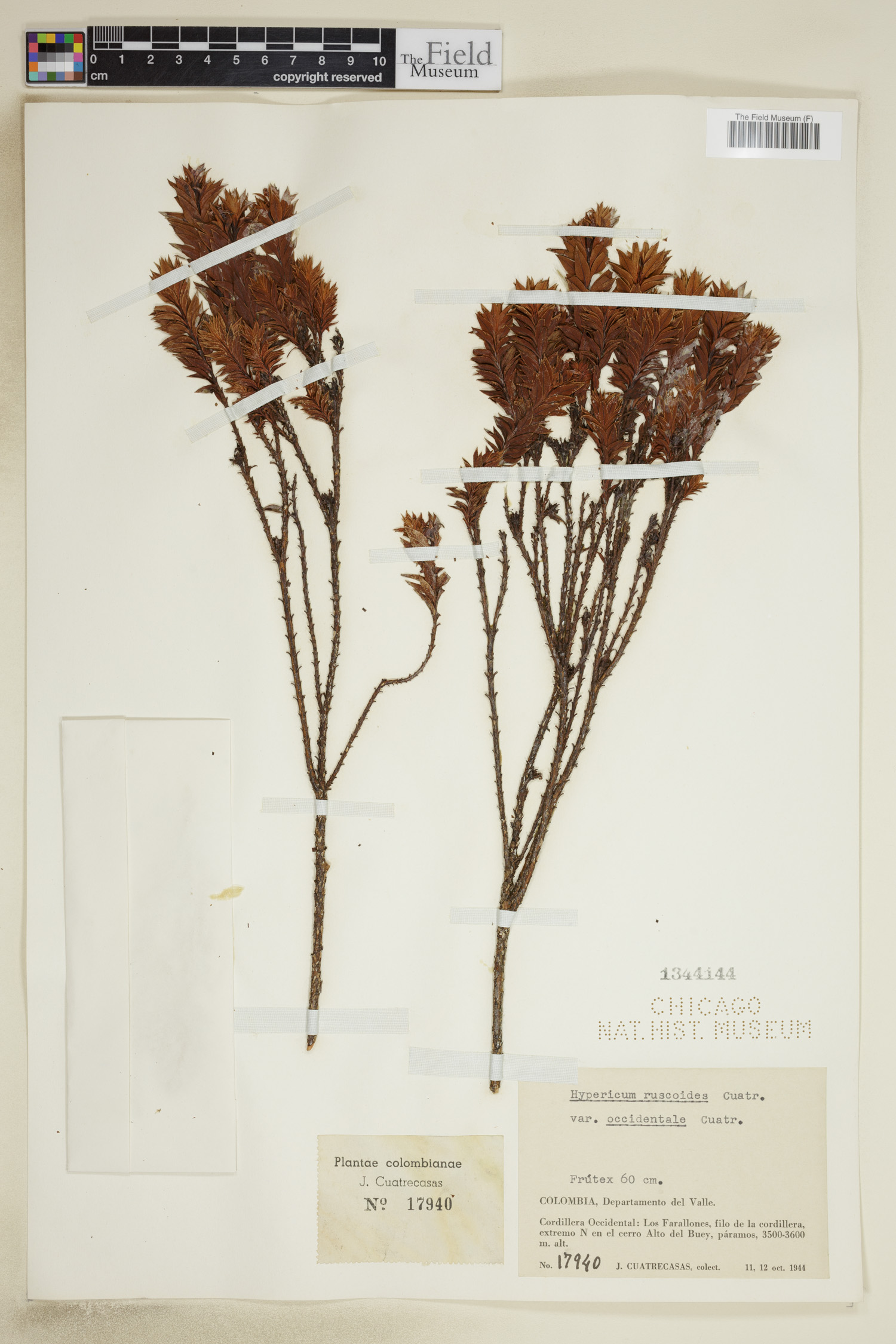 Hypericum ruscoides image
