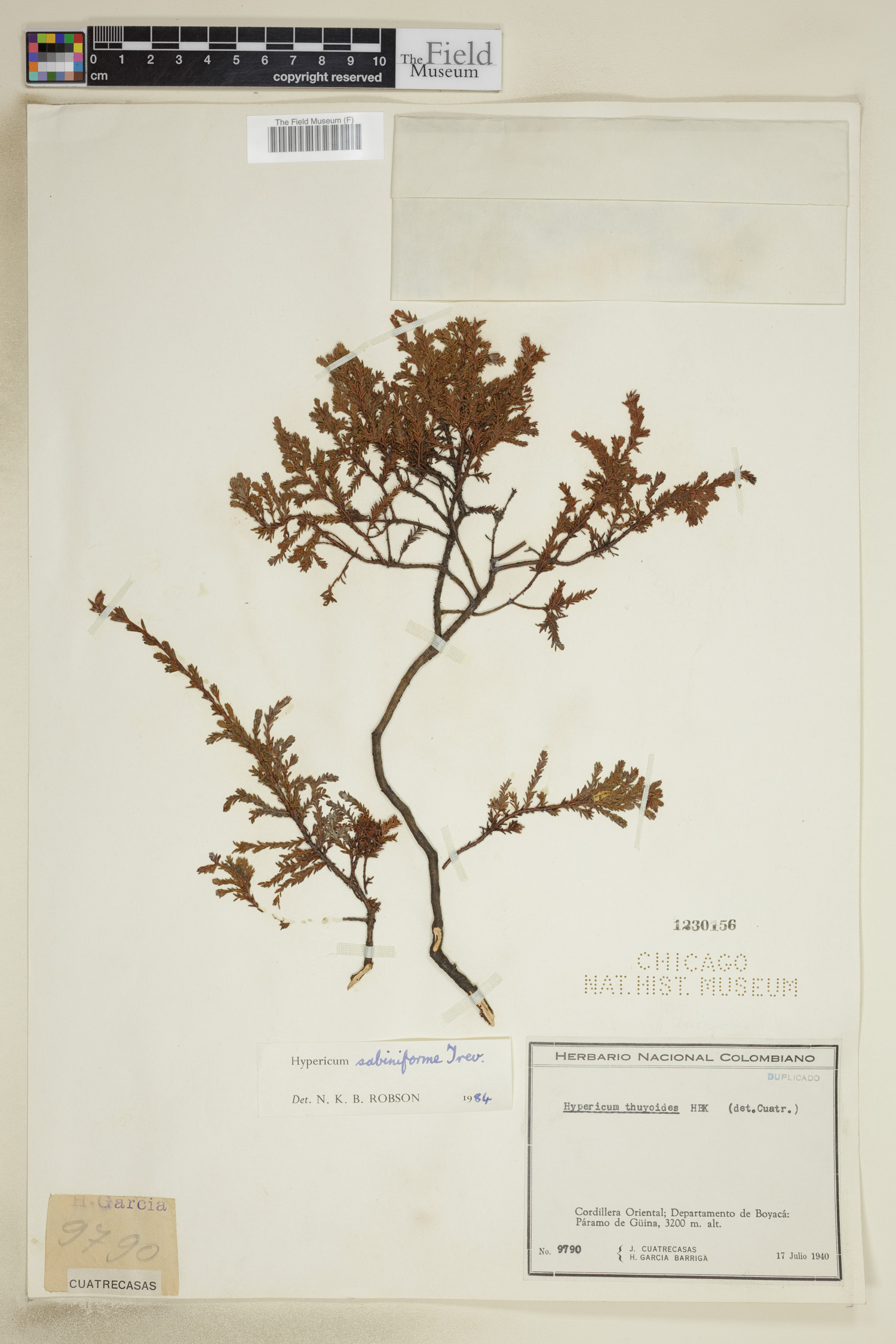 Hypericum sabinaeforme image