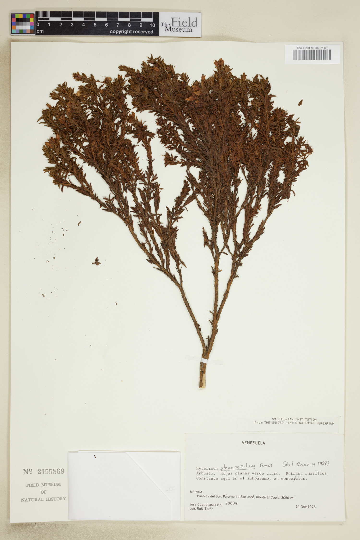 Hypericum stenopetalum image