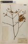 Vismia guianensis image