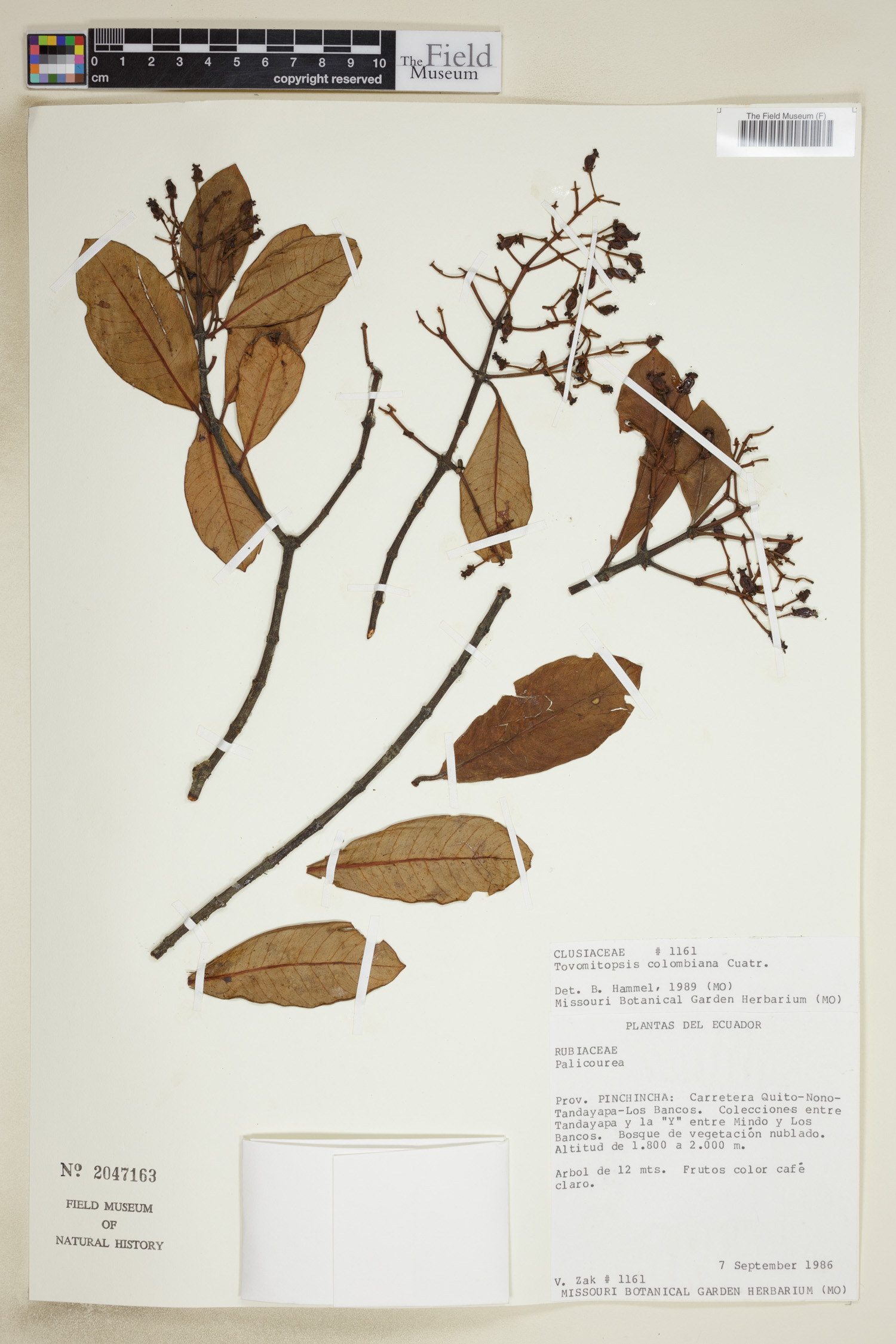 Tovomitopsis colombiana image