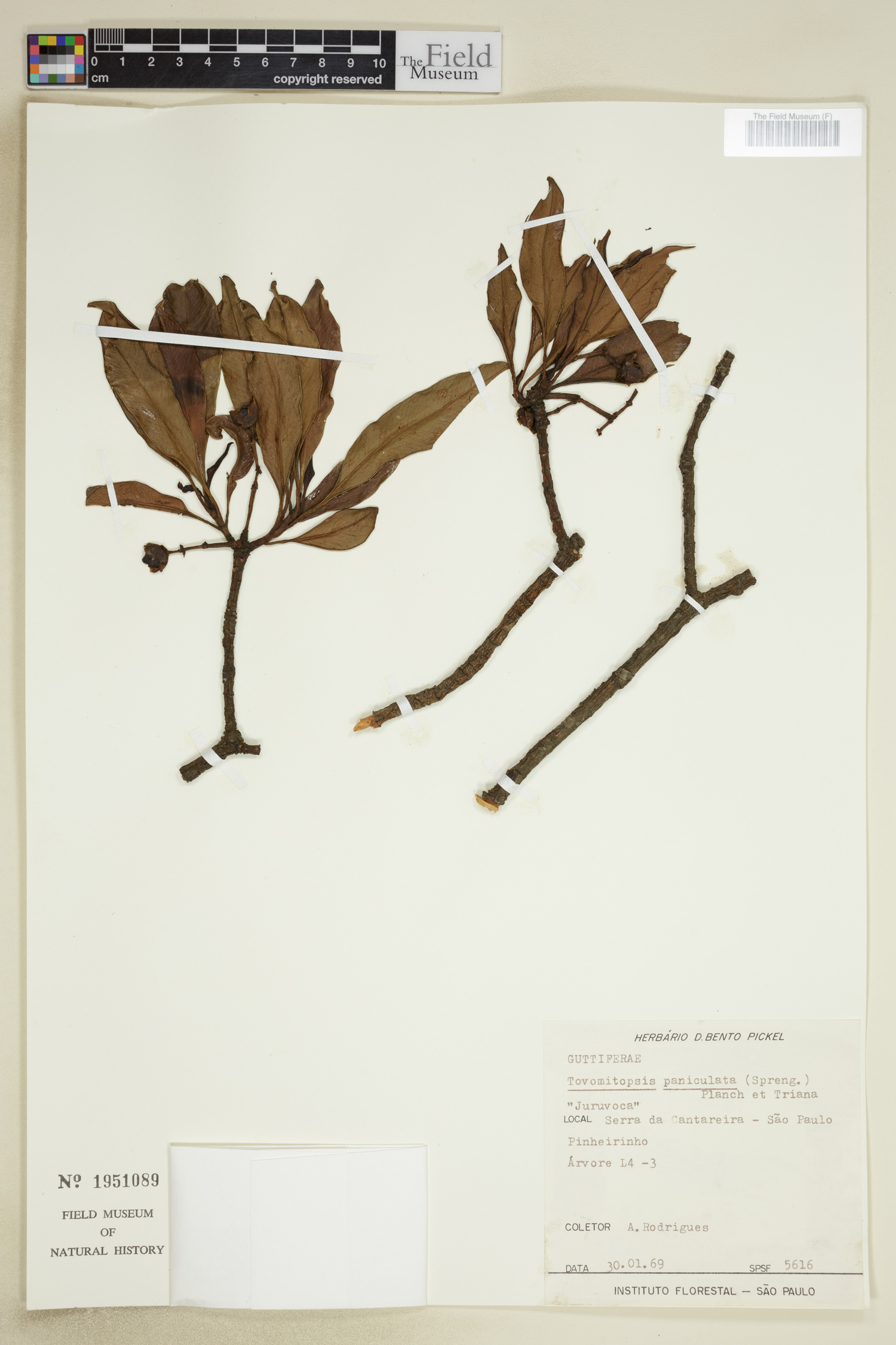 Tovomita paniculata image