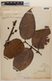 Vismia lateriflora image