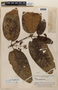 Vismia lateriflora image
