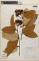 Vismia latifolia image