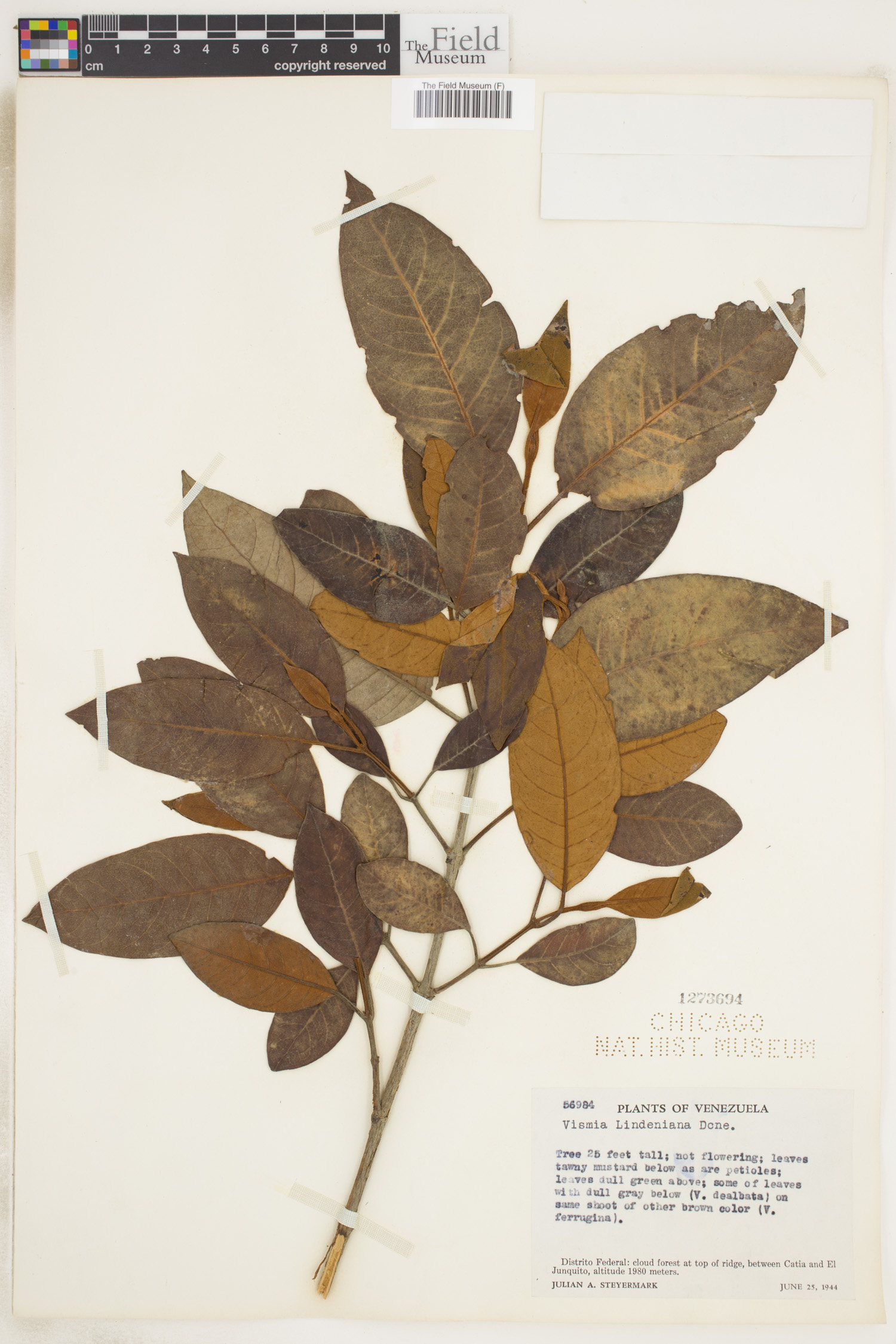 Vismia lindeniana image
