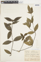 Psychotria trichophora image