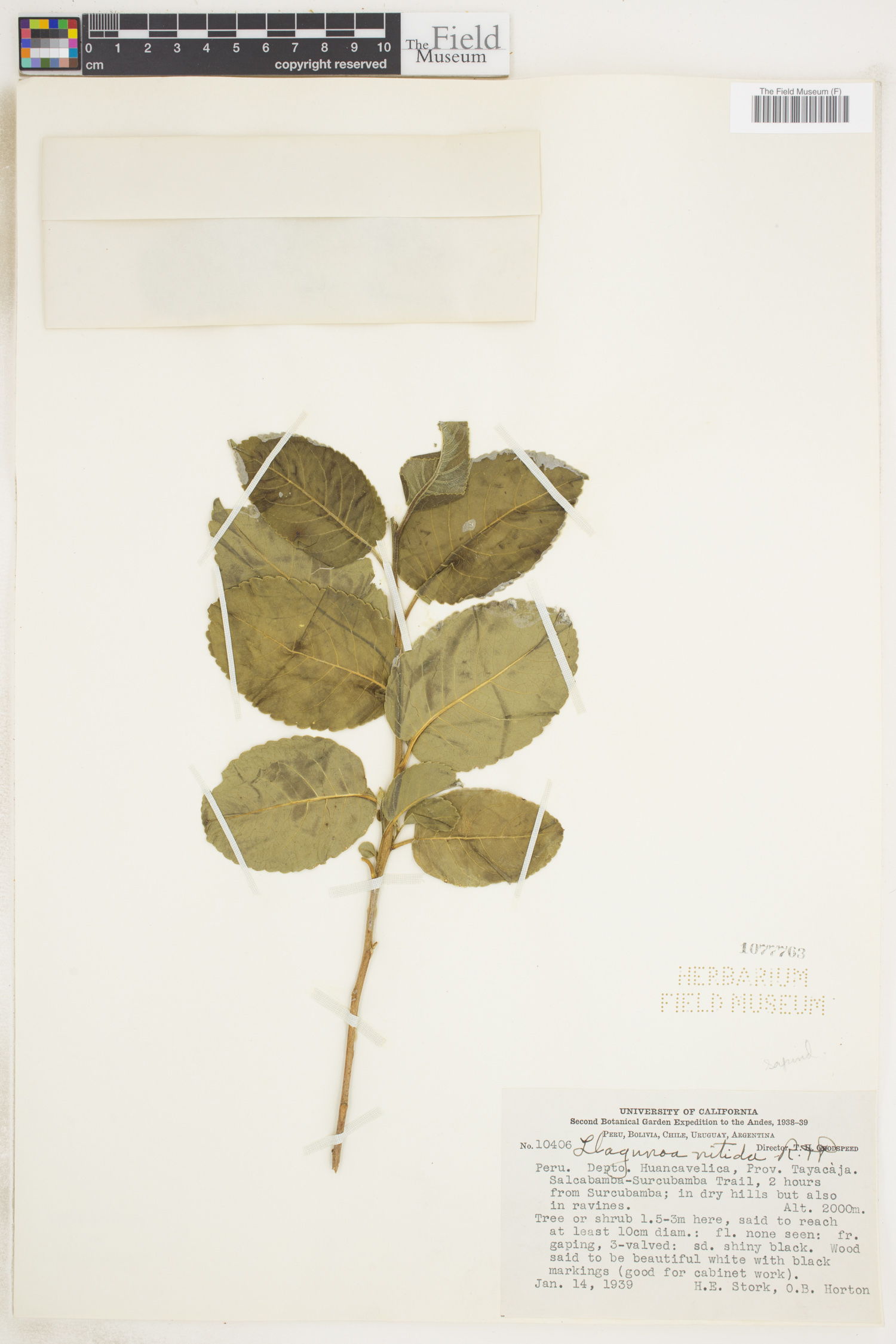 Llagunoa nitida image