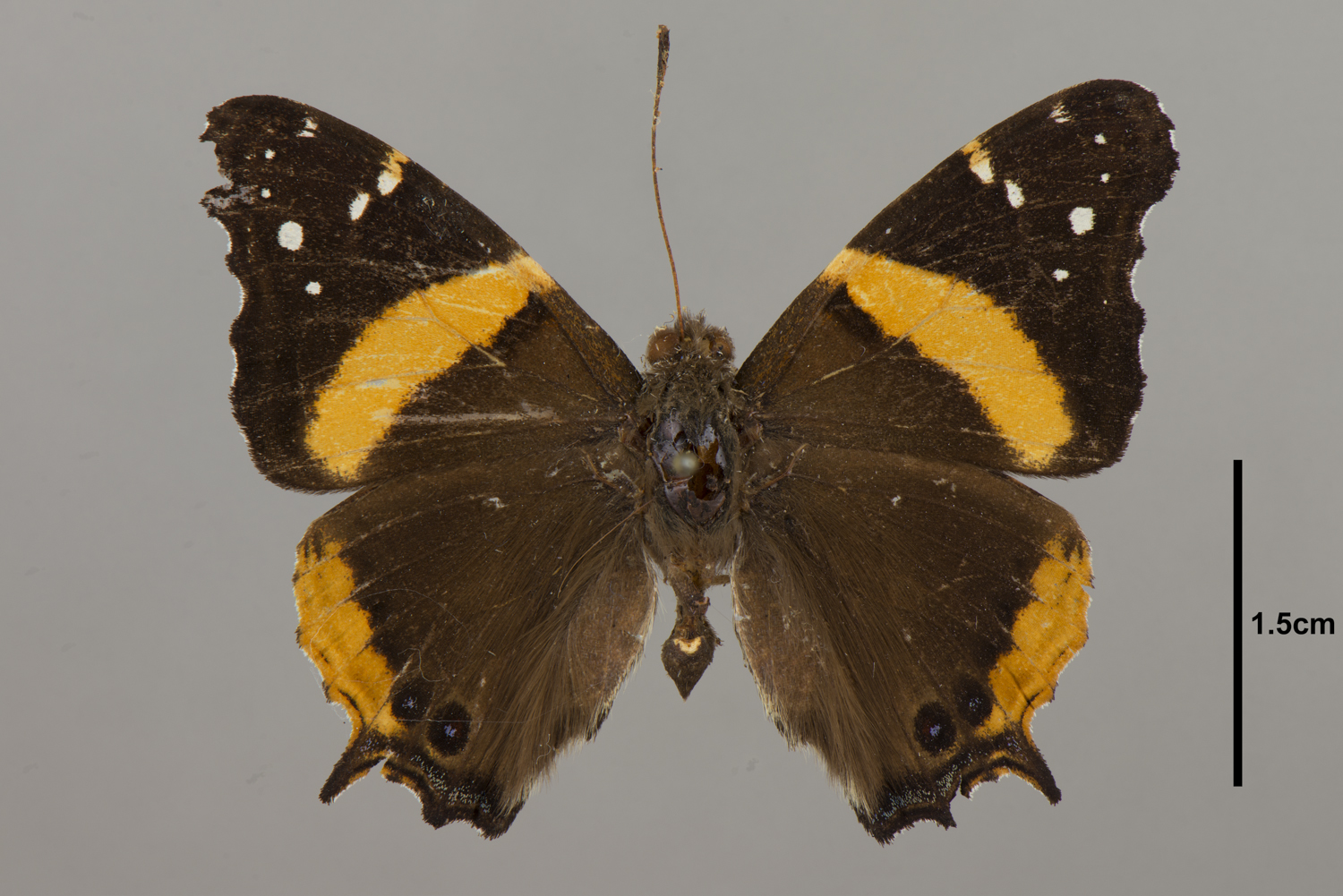 Vanessa hippomene