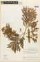 Pseudopiptadenia pittieri image