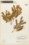 Pseudopiptadenia pittieri image