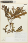 Plathymenia reticulata image