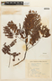 Plathymenia reticulata image