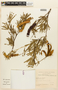 Prosopis affinis image