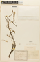 Prosopis alba image