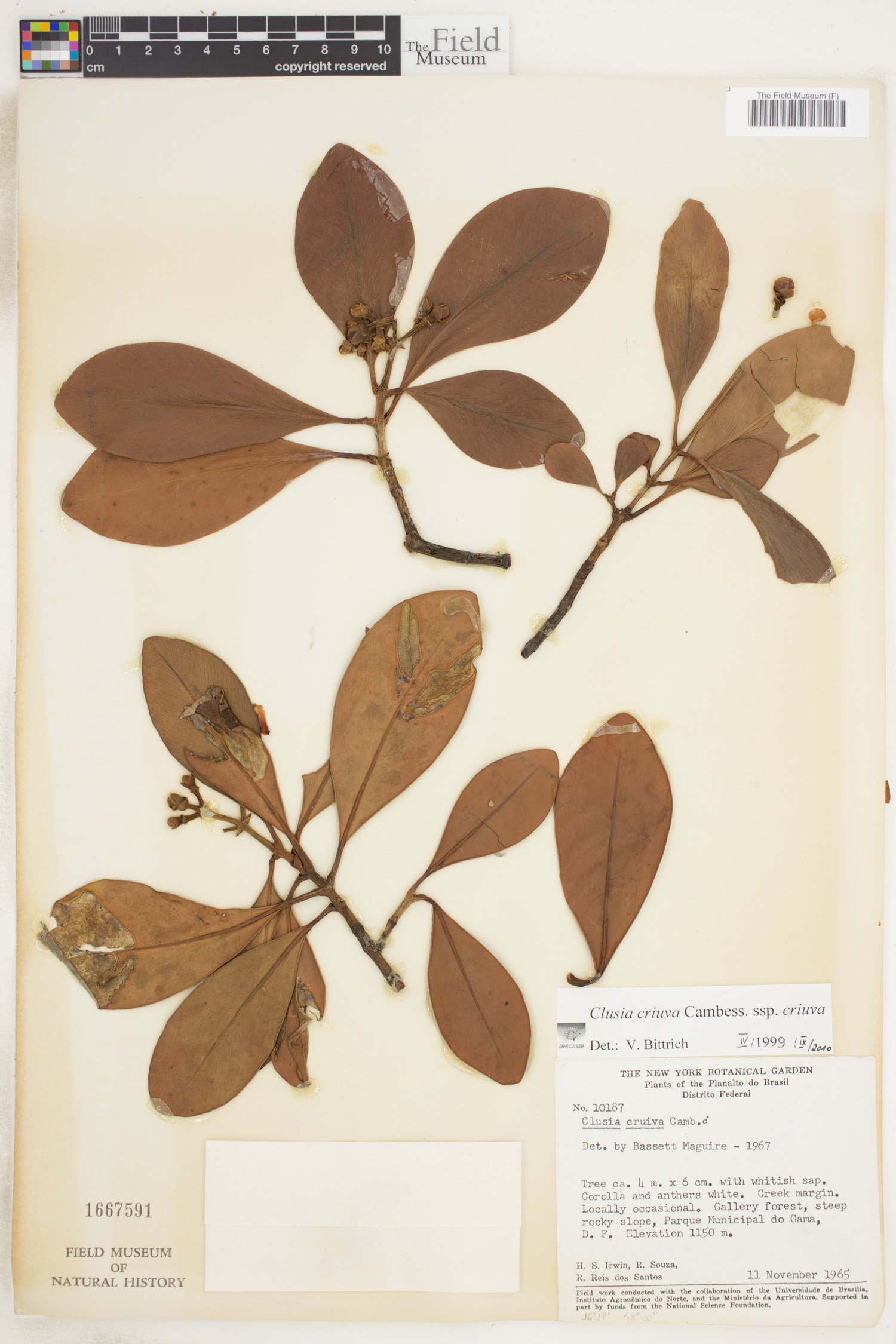 Clusia criuva image