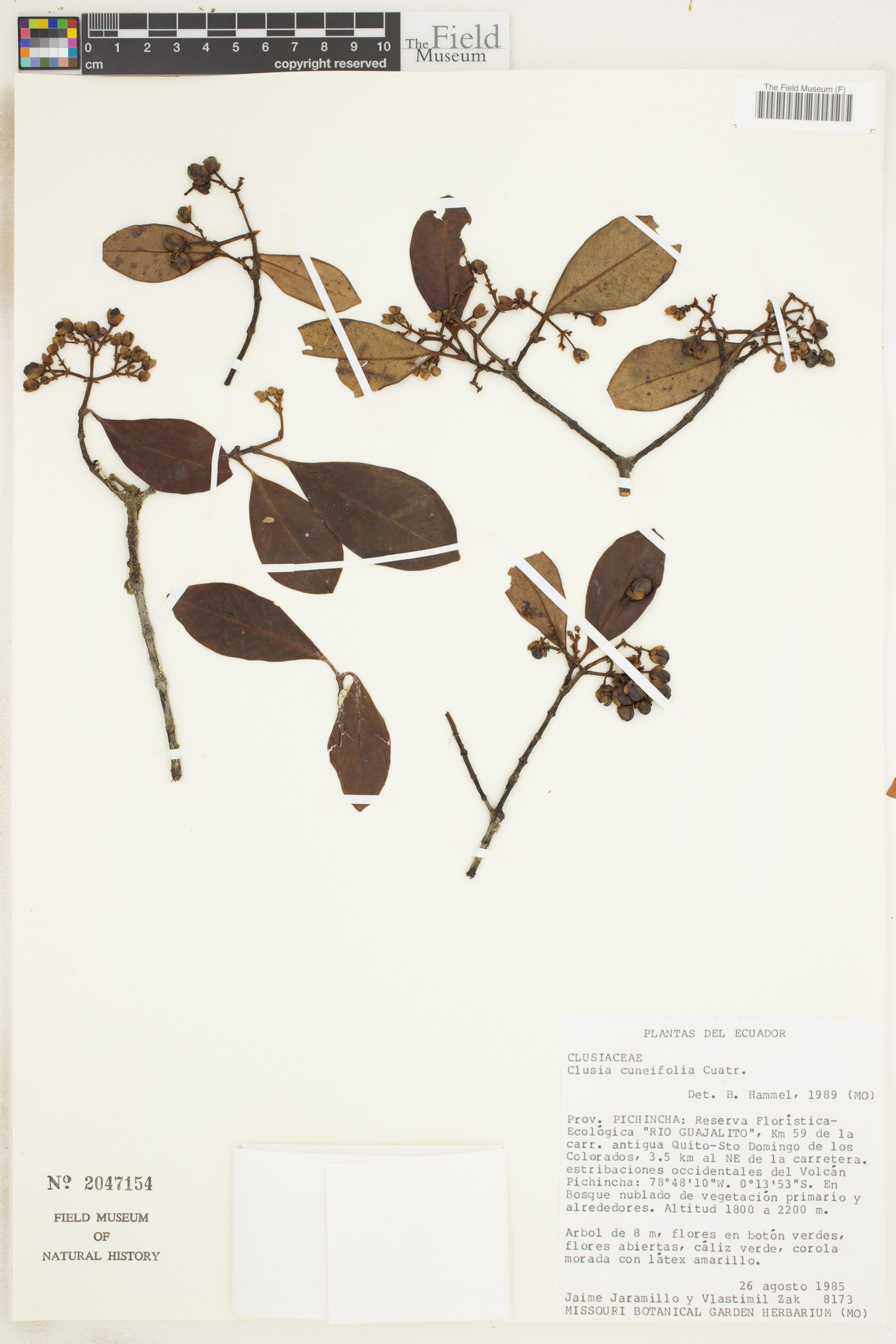 Clusia cuneifolia image