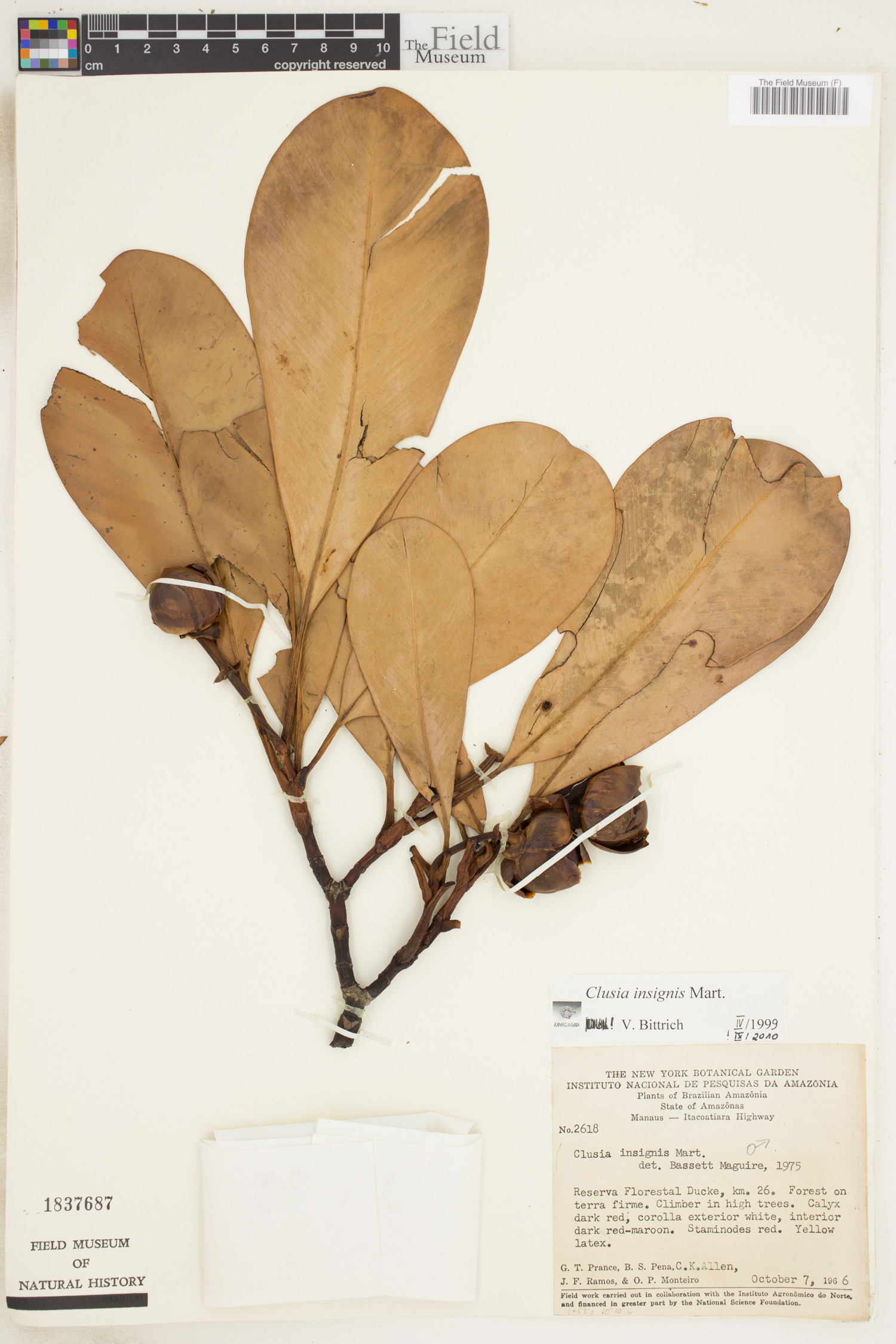 Clusia insignis image