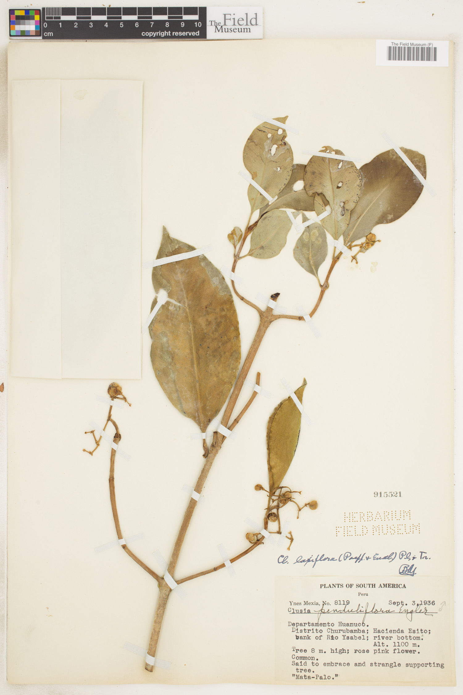 Clusia laxiflora image
