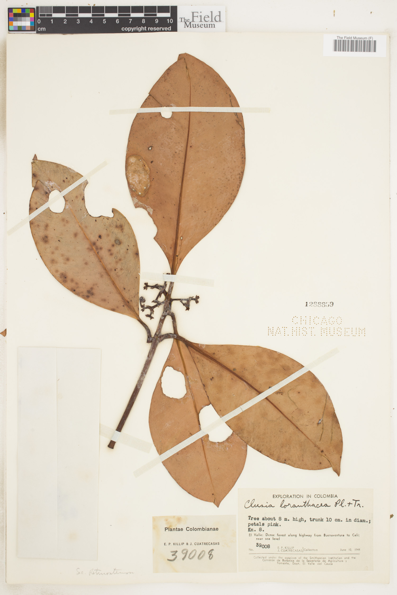 Clusia loranthacea image