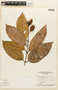Haploclathra paniculata image