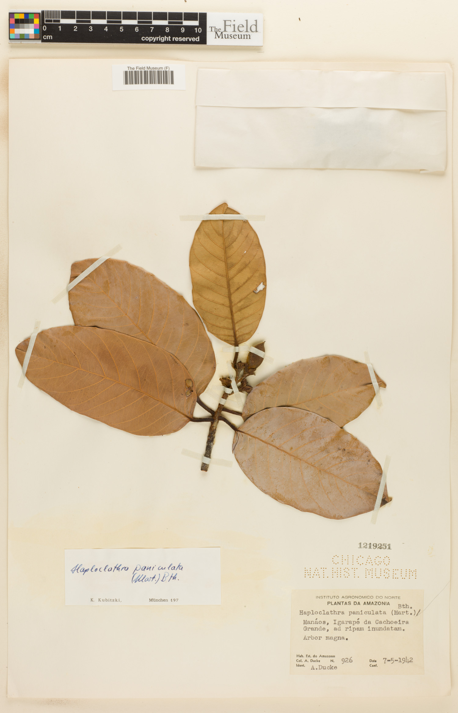 Haploclathra paniculata image